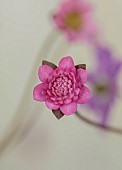 GLENN SHAPIRO NATIONAL COLLECTION OF HEPATICA: HEPATICA JAPONICA BENITAIKO, PERENNIALS