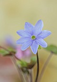 GLENN SHAPIRO NATIONAL COLLECTION OF HEPATICA: HEPATICA X MEDIA HAZELWOOD HOPE, PERENNIALS