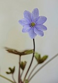 GLENN SHAPIRO NATIONAL COLLECTION OF HEPATICA: HEPATICA X MEDIA HAZELWOOD HOPE, PERENNIALS