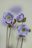 GLENN SHAPIRO NATIONAL COLLECTION OF HEPATICA: HEPATICA AMERICANA ASHWOOD MARBLE, PERENNIALS