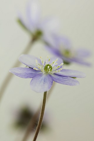 GLENN_SHAPIRO_NATIONAL_COLLECTION_OF_HEPATICA_HEPATICA_NOBILIS_VAR_PYRENAICA_X_H_AMERICANA_VAR_ACUTA