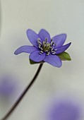 GLENN SHAPIRO NATIONAL COLLECTION OF HEPATICA: HEPATICA X MEDIA HAZELWOOD JOSH, PERENNIALS