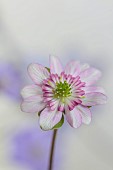 GLENN SHAPIRO NATIONAL COLLECTION OF HEPATICA: HEPATICA JAPONICA MABOROSHI, PERENNIALS