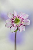 GLENN SHAPIRO NATIONAL COLLECTION OF HEPATICA: HEPATICA JAPONICA MABOROSHI, PERENNIALS