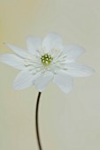 GLENN SHAPIRO NATIONAL COLLECTION OF HEPATICA: HEPATICA TRANSSILVANICA EISVOGEL, PERENNIALS