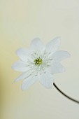 GLENN SHAPIRO NATIONAL COLLECTION OF HEPATICA: HEPATICA TRANSSILVANICA EISVOGEL, PERENNIALS