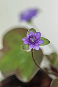 GLENN SHAPIRO NATIONAL COLLECTION OF HEPATICA: HEPATICA JAPONICA UNA BARA, PERENNIALS