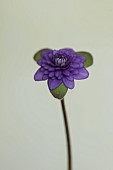 GLENN SHAPIRO NATIONAL COLLECTION OF HEPATICA: HEPATICA JAPONICA UNA BARA, PERENNIALS