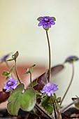 GLENN SHAPIRO NATIONAL COLLECTION OF HEPATICA: HEPATICA JAPONICA UNA BARA, PERENNIALS