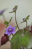 GLENN SHAPIRO NATIONAL COLLECTION OF HEPATICA: HEPATICA JAPONICA UNA BARA, PERENNIALS