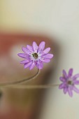 GLENN SHAPIRO NATIONAL COLLECTION OF HEPATICA: HEPATICA JAPONICA SENICHIYA, PERENNIALS