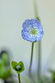 GLENN SHAPIRO NATIONAL COLLECTION OF HEPATICA: HEPATICA NOBILIS BAVARIAN BLUE