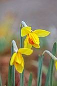 THE PICTON GARDEN AND OLD COURT NURSERIES, WORCESTERSHIRE: YELLOW FLOWERS, BLOOMS OF DAFFODIL, NARCISSUS RUSTOM PASHA, 1913, WILSON AND EVELYN