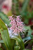 THE PICTON GARDEN AND OLD COURT NURSERIES, WORCESTERSHIRE: PINK FLOWERS OF YPSILANDRA THIBETICA, SPRING, MARCH