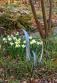 THE PICTON GARDEN AND OLD COURT NURSERIES, WORCESTERSHIRE: METAL SCULPTURE AND DAFFODILS, NARCISSUS FEBRUARY SILVER, MARCH, WOODLAND, SHADE, SHADY