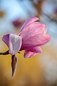THE PICTON GARDEN AND OLD COURT NURSERIES, WORCESTERSHIRE: PINK BLOOMS, FLOWERS, OF MAGNOLIA DAWSONIANA, TREES, MARCH, SPRING