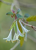 THE PICTON GARDEN AND OLD COURT NURSERIES, WORCESTERSHIRE: MARCH, SPRING, CREAM, WHITE FLOWERS OF LONICERA ELISAE, HONEYSUCKLES, SHRUBS