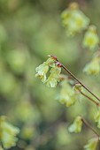 THE PICTON GARDEN AND OLD COURT NURSERIES, WORCESTERSHIRE: MARCH, SPRING, FLOWERS, BLOOMS OF CORYLOPSIS PAUCIFLORA, DECIDUOUS, SHRUBS