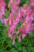 THE PICTON GARDEN AND OLD COURT NURSERIES, WORCESTERSHIRE: CLOSE UP PORTRAIT OF PINK, RED FLOWERS OF CORYDALIS SOLIDA BETH EVANS, PERENNIALS, BLOOMS, FLOWERING, BLOOMING, MARCH