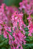THE PICTON GARDEN AND OLD COURT NURSERIES, WORCESTERSHIRE: CLOSE UP PORTRAIT OF PINK, RED FLOWERS OF CORYDALIS SOLIDA BETH EVANS, PERENNIALS, BLOOMS, FLOWERING, BLOOMING, MARCH