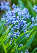 THE PICTON GARDEN AND OLD COURT NURSERIES, WORCESTERSHIRE: MARCH, SPRING, BLUE FLOWERS, BLOOMS OF SCILLA BIFOLIA, ALPINE SQUILL, TWO LEAF SQUILL, BULBS