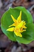 THE PICTON GARDEN AND OLD COURT NURSERIES, WORCESTERSHIRE: MARCH, SPRING, YELLOW FLOWERS, BLOOMS OF