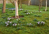 JOHN MASSEY GARDEN, ASHWOOD NURSERIES, WORCESTERSHIRE: SCILLA SIBERICA, CHIONODOXA FORBESII PINK GIANT, BULBS, MEADOWS, NATURALISED, BIRCHES