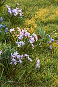 JOHN MASSEY GARDEN, ASHWOOD NURSERIES, WORCESTERSHIRE: SCILLA SIBERICA, CHIONODOXA FORBESII PINK GIANT, BULBS, MEADOWS, NATURALISED, BIRCHES