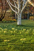 JOHN MASSEY GARDEN, ASHWOOD NURSERIES, WORCESTERSHIRE: MEADOW, TREES, BULBS, DAFFODILS, NARCISSUS TRENA, AGM, BETULA UTILIS DOORENBOS