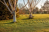 JOHN MASSEY GARDEN, ASHWOOD NURSERIES, WORCESTERSHIRE: MEADOW, TREES, BULBS, DAFFODILS, NARCISSUS TRENA, AGM, BETULA UTILIS DOORENBOS, METAL TREE SEAT