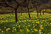 PAINSWICK ROCOCO GARDEN, GLOUCESTERSHIRE: MARCH, DAFFODILS, NARCISSUS, MEADOW, ORCHARD