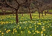 PAINSWICK ROCOCO GARDEN, GLOUCESTERSHIRE: MARCH, DAFFODILS, NARCISSUS, MEADOW, ORCHARD