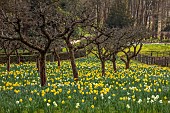 PAINSWICK ROCOCO GARDEN, GLOUCESTERSHIRE: MARCH, DAFFODILS, NARCISSUS, MEADOW, ORCHARD