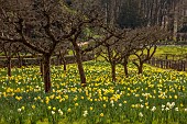 PAINSWICK ROCOCO GARDEN, GLOUCESTERSHIRE: MARCH, DAFFODILS, NARCISSUS, MEADOW, ORCHARD
