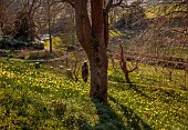 PAINSWICK ROCOCO GARDEN, GLOUCESTERSHIRE: MARCH, DAFFODILS, NARCISSUS, TREES, SLOPE, SLOPING, SCULPTURE SCORCHED ASH LEAF BY NATASHA HOUSEAGO