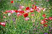 MELILOTUS  WILDFLOWERS AND PAPAVER RHOEAS GROWING IN A MEADOW IN HOLLAND