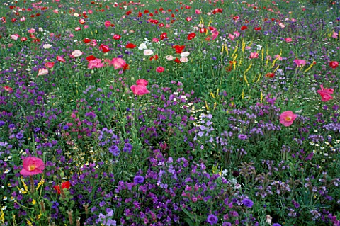 MELILOTUS__WILDFLOWERS_AND_PAPAVER_RHOEAS_GROWING_IN_A_MEADOW_IN_HOLLAND