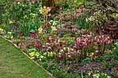 HERGEST CROFT GARDENS, HEREFORDSHIRE: MARCH, SPRING, THE KITCHEN GARDEN, BORDERS, GNARLED APPLE TREES, HELLEBORES, PRIMULAS, PULMONARIA