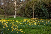 HERGEST CROFT GARDENS, HEREFORDSHIRE: MARCH, SPRING, YELLOW FLOWERS, BLOOMS OF NARCISSUS ST KEVERNE, BULBS, GRASS