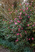 HERGEST CROFT GARDENS, HEREFORDSHIRE: MARCH, SPRING, PINK FLOWERS, BLOOMS OF CAMELLIA MAUD MESSEL, SHRUBS