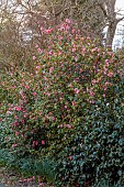 HERGEST CROFT GARDENS, HEREFORDSHIRE: MARCH, SPRING, PINK FLOWERS, BLOOMS OF CAMELLIA MAUD MESSEL, SHRUBS