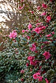 HERGEST CROFT GARDENS, HEREFORDSHIRE: MARCH, SPRING, PINK FLOWERS, BLOOMS OF CAMELLIA MAUD MESSEL, SHRUBS