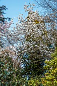 HERGEST CROFT GARDENS, HEREFORDSHIRE: MARCH, SPRING, WHITE FLOWERS, BLOOMS OF MAGNOLIA DAVID CLULOW X LEDA, TREES