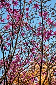 HERGEST CROFT GARDENS, HEREFORDSHIRE: MARCH, SPRING, PINK FLOWERS, BLOOMS OF MAGNOLIA ANNE ROSSE X PURPLE BREEZE, TREES