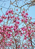 HERGEST CROFT GARDENS, HEREFORDSHIRE: MARCH, SPRING, PINK FLOWERS, BLOOMS OF MAGNOLIA ANNE ROSSE X PURPLE BREEZE, TREES