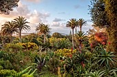 TRESCO ABBEY GARDEN, ISLES OF SCILLY: MARCH, SPRING, ALOE ARBORESCENS, GENISTA MADERENSE, VIEW FROM THE TOP TERRACE