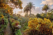 TRESCO ABBEY GARDEN, ISLES OF SCILLY: MARCH, SPRING, GENISTA MADERENSE, ECHIUM WEBBII, FASTUOSUM, NERVOSUM, CANDICANS HYBRIDS, PHOENIX CANARIENSIS