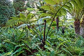 TRESCO ABBEY GARDEN, ISLES OF SCILLY: MARCH, SPRING, BLECHNUM CHILENSE, NEW ZEALAND BLACK TREE FERN, SPHAEROPTERIS MEDULLARIS