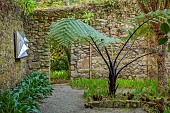 TRESCO ABBEY GARDEN, ISLES OF SCILLY: MARCH, SPRING, AUGUSTUS WALL, NEW ZEALAND BLACK TREE FERN, SPHAEROPTERIS MEDULLARIS, SCULPTURE