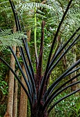 TRESCO ABBEY GARDEN, ISLES OF SCILLY: MARCH, SPRING, NEW ZEALAND BLACK TREE FERN, SPHAEROPTERIS MEDULLARIS